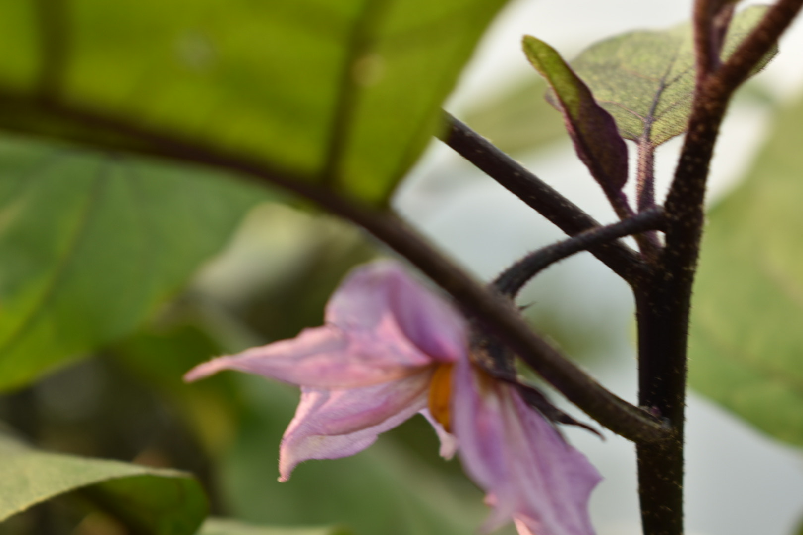 茄子の花